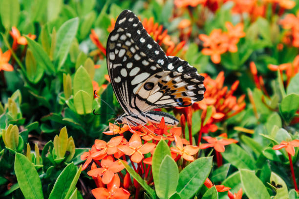 A beautiful butterfly is sitting on a flower looking for pollen.
