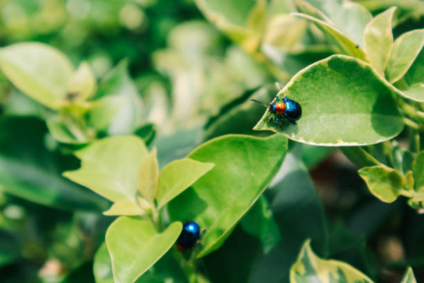 Blue and red beetles are clinging to branches during the day.