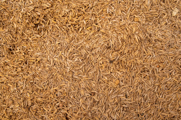 istock Close-up view of brown rice paddy surface. 2157545587