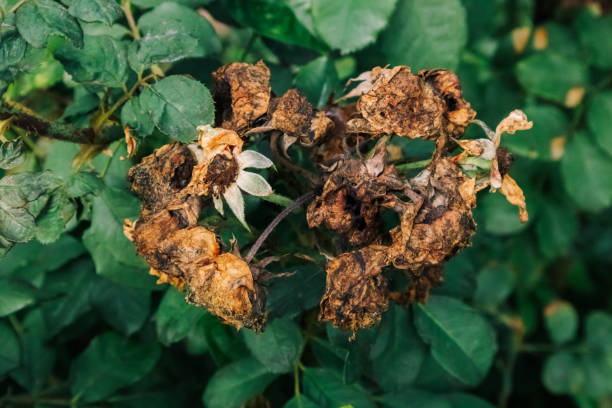istock The roses are brown and withered on the stem. 2157545622