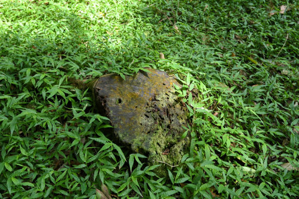 Wood scraps in the forest