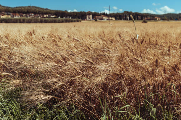 Wheat grain field in summer sunny day