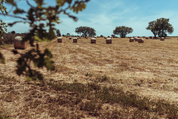 Agricultural activity in Italy and organic farming: hay bales on a field
