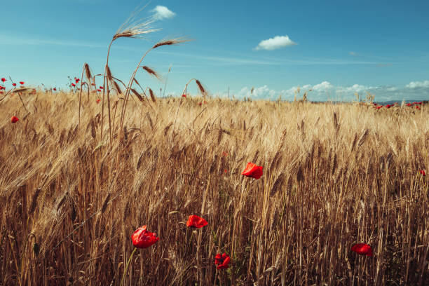 Wheat grain field in summer sunny day