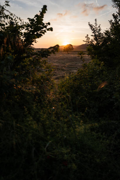 Italian countryside landscape during a summer sunset: an irrigation canal in Tuscany