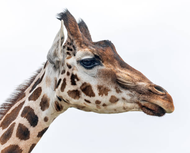 istock Head of a Giraffe (Giraffa camelopardalis) - isolated on white background 2157548499