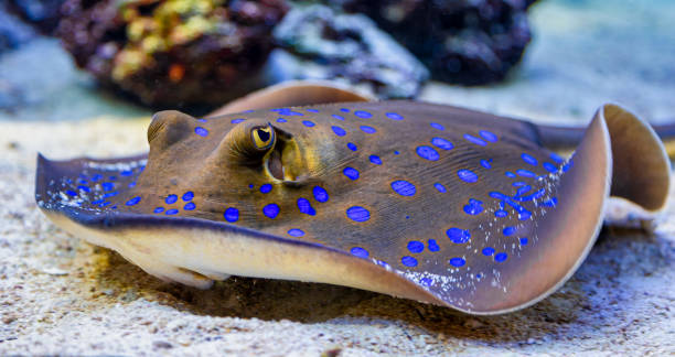 istock Frontal Close-up view of a Bluespotted Ribbontail Ray 2157548507