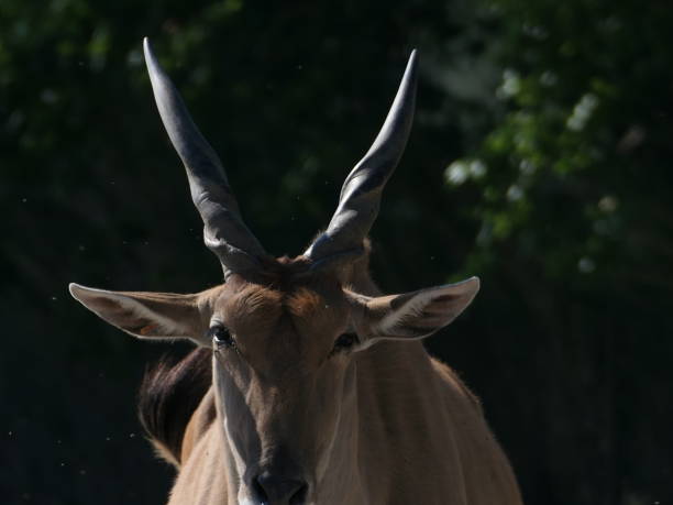 istock Cape Eland, Sigean African Reserve, Aude 2157549236