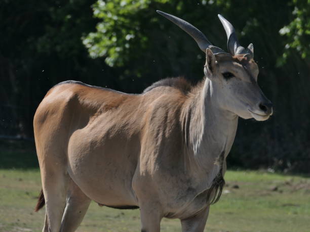 istock Cape Eland, Sigean African Reserve, Aude 2157549265