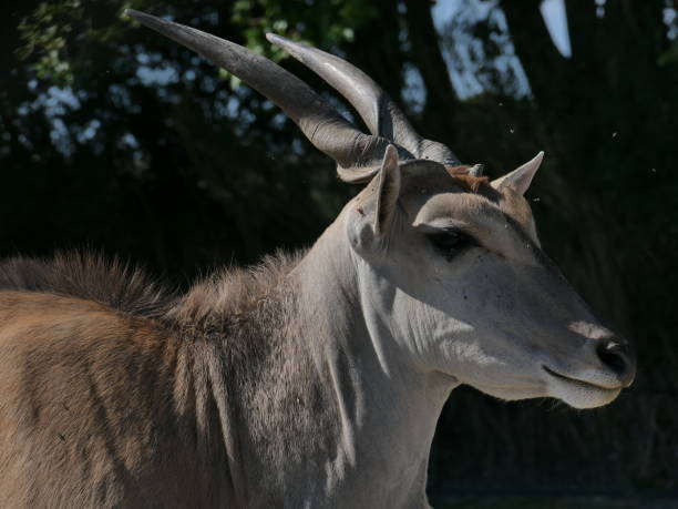 istock Cape Eland, Sigean African Reserve, Aude 2157549317