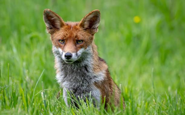 istock Beautiful Red fox amongst the flowers 2157552280