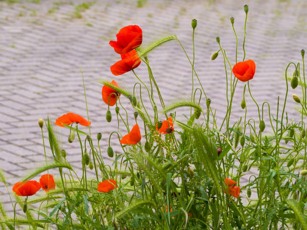 Spring sketch, Red poppies bush on the pavement background