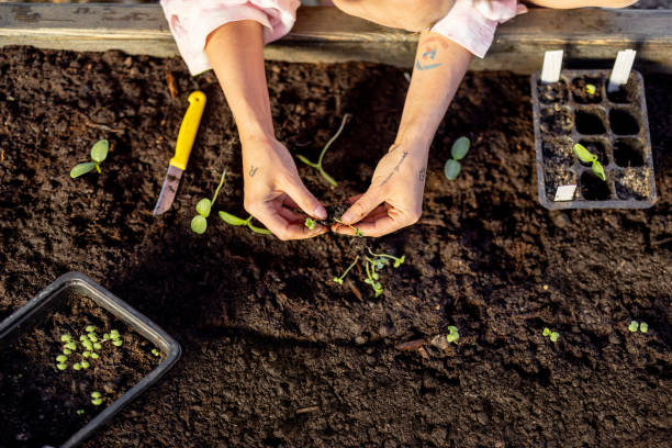 istock Woman planting vegetable sprouts into the soil 2157554059