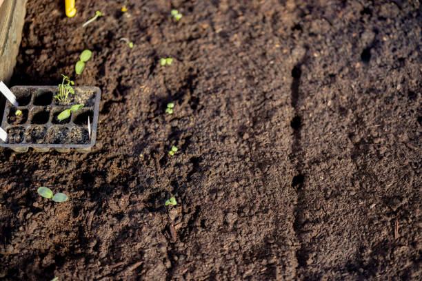 istock Rows of small green sprouts growing in the soil. 2157554396