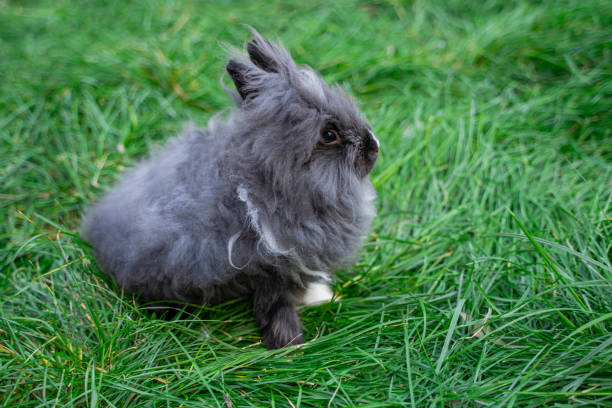 Angora dwarf rabbit minor medium size white and grey with black eyes sits on a green grass