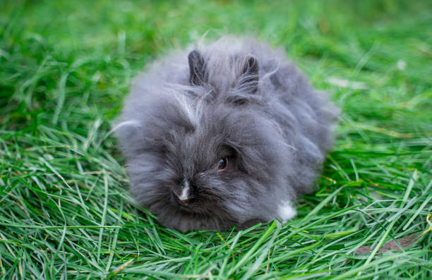 istock Angora dwarf rabbit minor medium size white and grey with black eyes lie on a green grass 2157555081