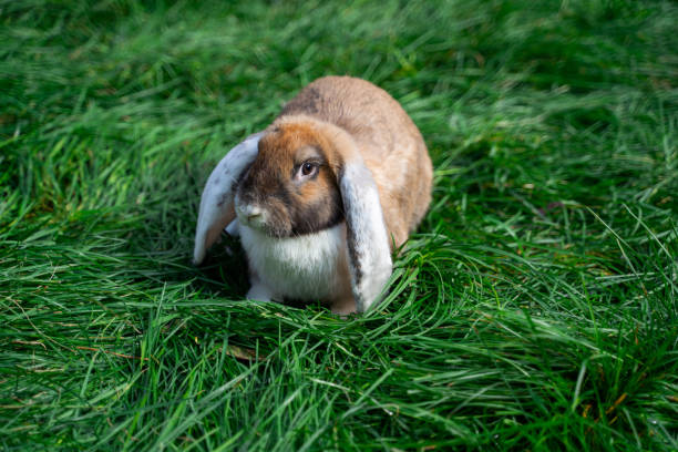 istock Large sized red white grey rabbit lop-eared ram sitting on green grass on a sunny day before Easter 2157555115