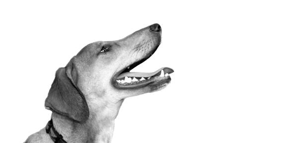 sad dog