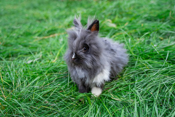 istock Angora dwarf rabbit minor medium size white and grey with black eyes sits on a green grass 2157555240