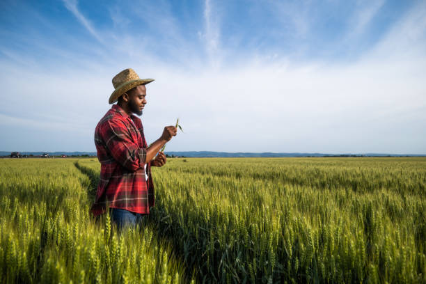 istock Farmer examining crops in wheat field 2157555272