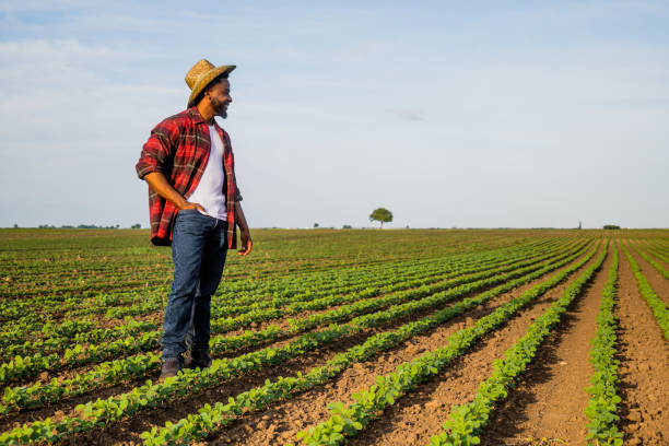 istock Farmer standing  in soybean  field 2157555416