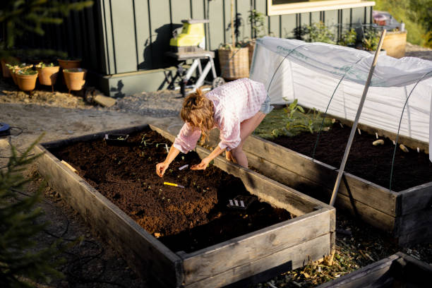 istock Woman plants vegetable sprouts at her backyard garden 2157555417