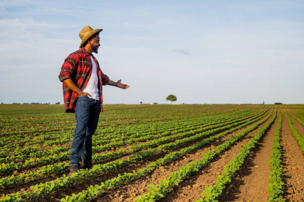 istock Farmer is showing his growing  soybean field 2157555425