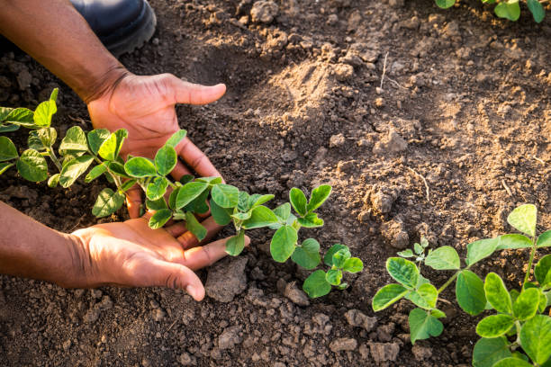Close up image of farmer examining  soybean