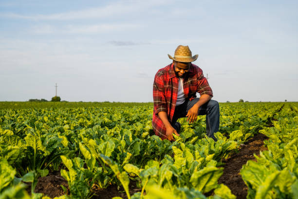 istock Farmer  examining crops in his growing spinach  field 2157555462