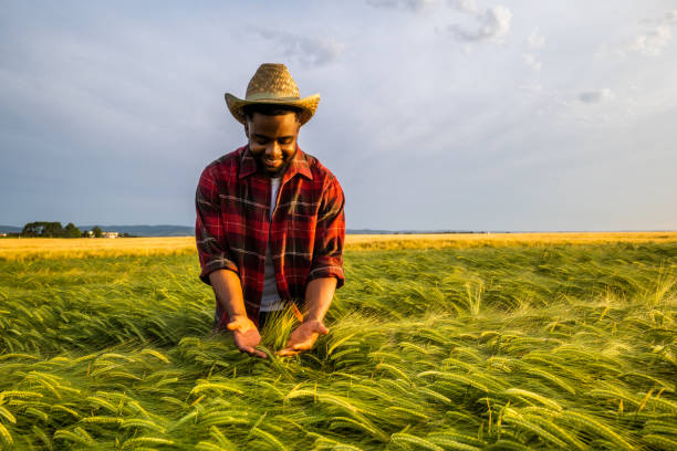 istock Farmer  examining crops in his growing wheat field 2157555489