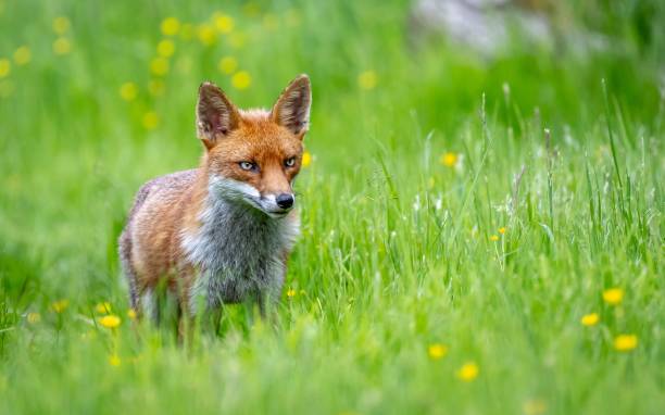 istock Beautiful Red fox amongst the flowers 2157556266
