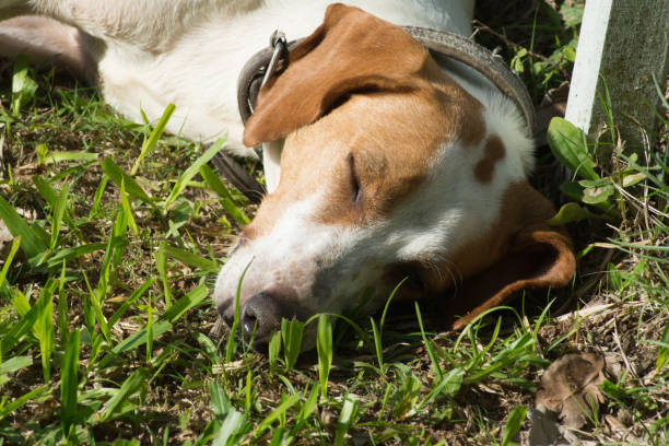 Beagle dog lying on the green grass in the park in summer