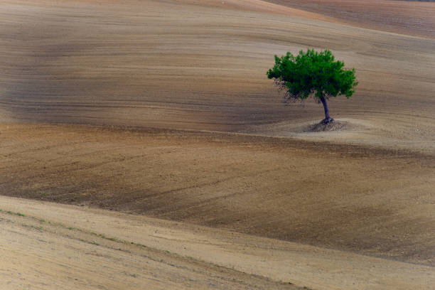 istock alone green tree in a field with brown soil 2157557442