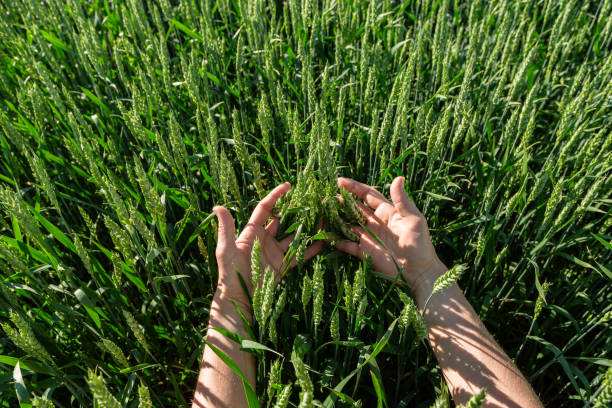 istock Close-up of hand touching wheat on field . 2157557707