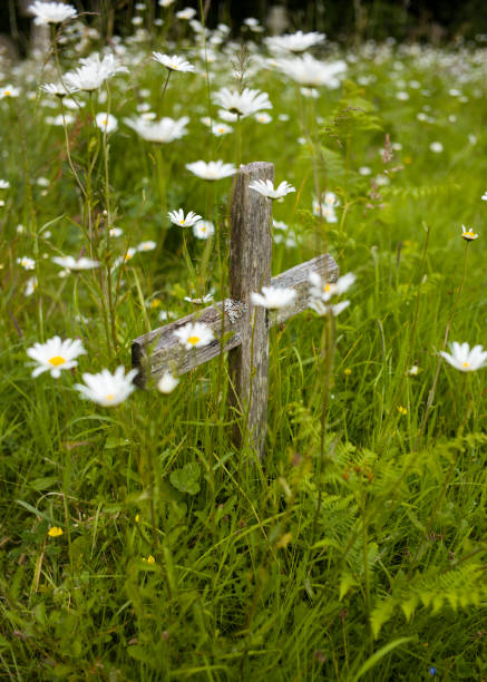 Green grass and blooming yellow buttercups surround ancient gravestones in a quiet cemetery on Cape Cod on a May afternoon.