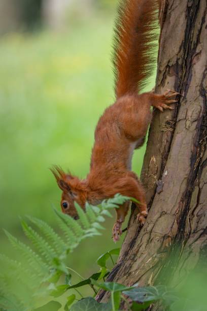 istock Red squirrel climbing down a tree trunk in a lush green forest. 2157559462
