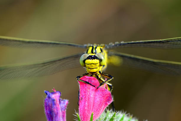 coming face to face with dragonfly in the morning