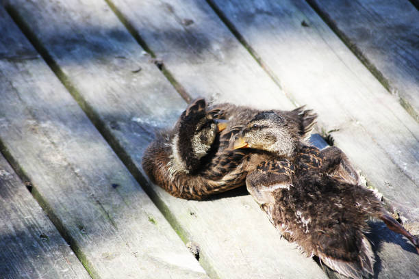 Two female mallard duck sunbathing together