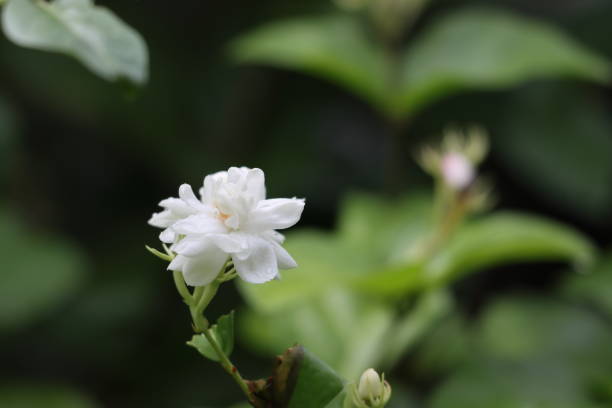 istock jasmine flowers on the tree in nature bokeh background. 2157560611