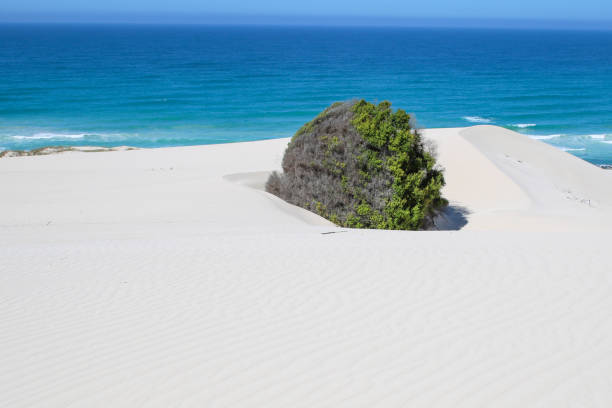 famous De hoop nature reserve white dunes, trees growing at the white sandy beach and crystal clear waters of the Indian ocean