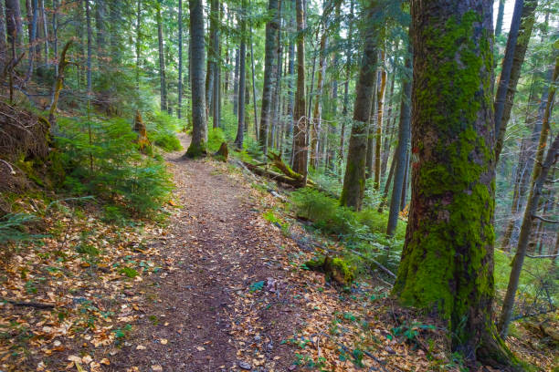 istock ground road through forest on mountain slope 2157560957