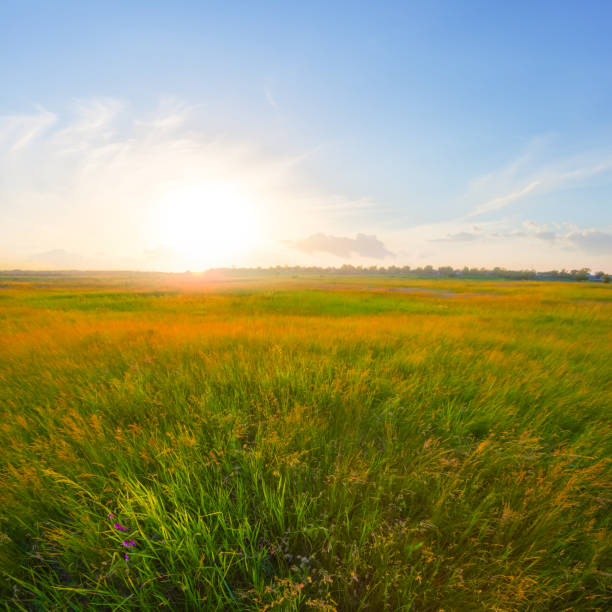 istock green prairie at the sunset 2157560959