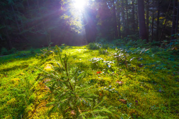 istock green forest glade in light of sparkle sun 2157561024