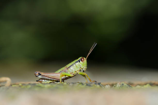 istock Young short horned grasshopper larvae in the forest S(Shiriagefukibatta. Natural+flash light, macro close-up photography) 2157561030