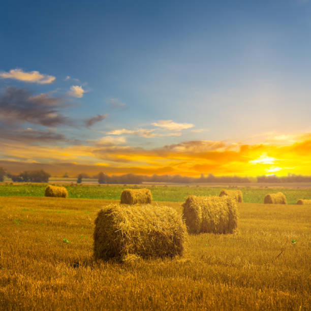 istock summer wheat field after a harvest at the sunset 2157561081