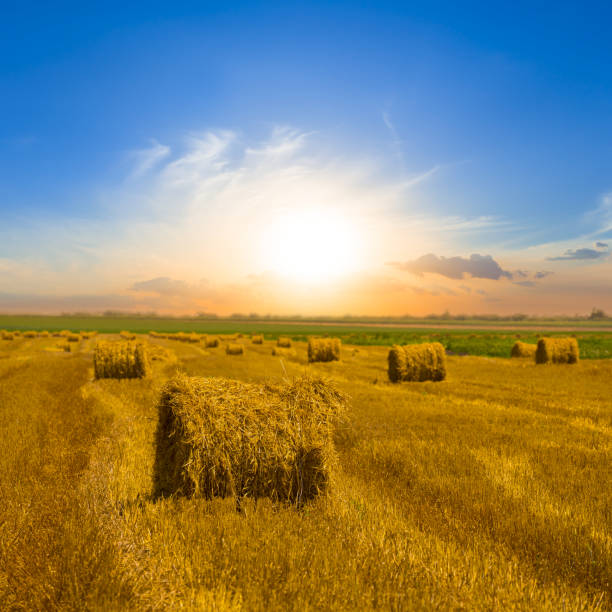 istock summer wheat field after a harvest at the sunset 2157561083