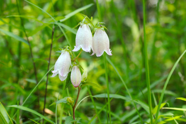 Pale white and pink Campanula punctata flowers on green grass background (Close up flower head macro photograph)