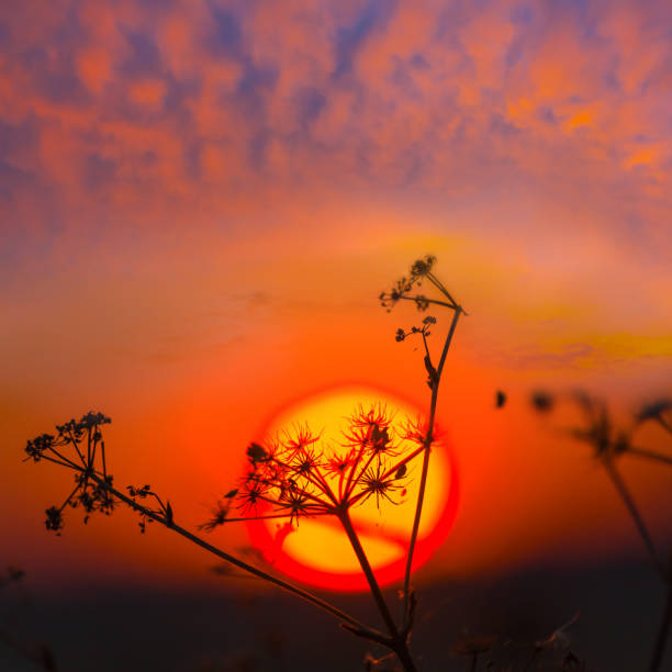 closeup dry prairie grass silhouette on red sunset background