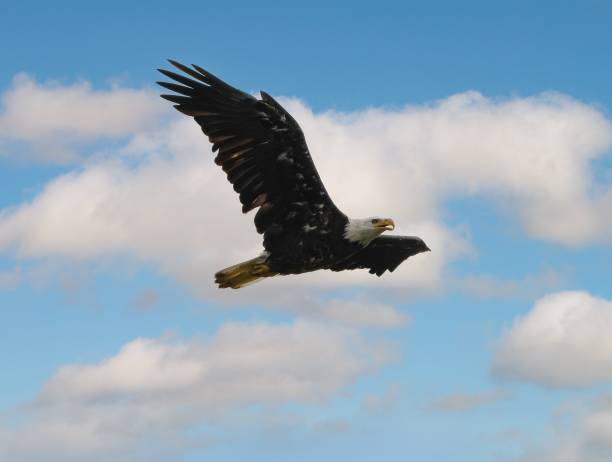 istock Birding and Hiking 2157561980