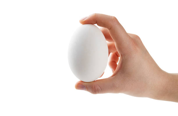 istock Young woman's hand holding a big goose or duck egg isolated on white background 2157562386